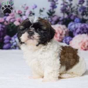 Roscoe, Shih Tzu Puppy